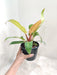 Easy Care Houseplant