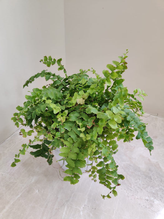 Foliage of Pom Pom Fern Indoor Plant