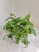 Foliage of Pom Pom Fern Indoor Plant