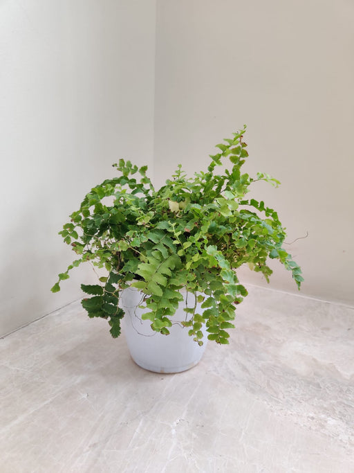 Pom Pom Fern indoor Plant