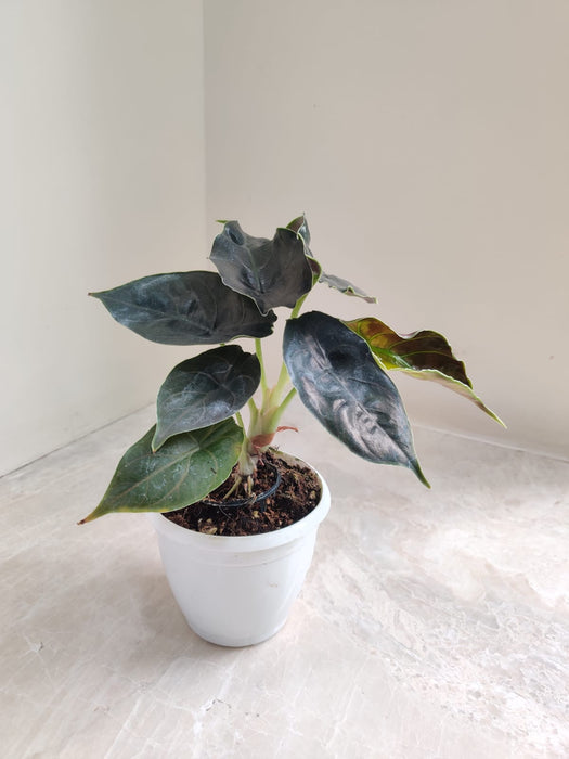 Alocasia Azlanii Indoor Decor Plant