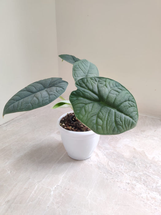 Rare Alocasia Melo Plant