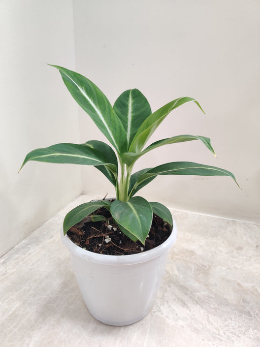 Spathiphyllum Silver Streak Indoor Plant
