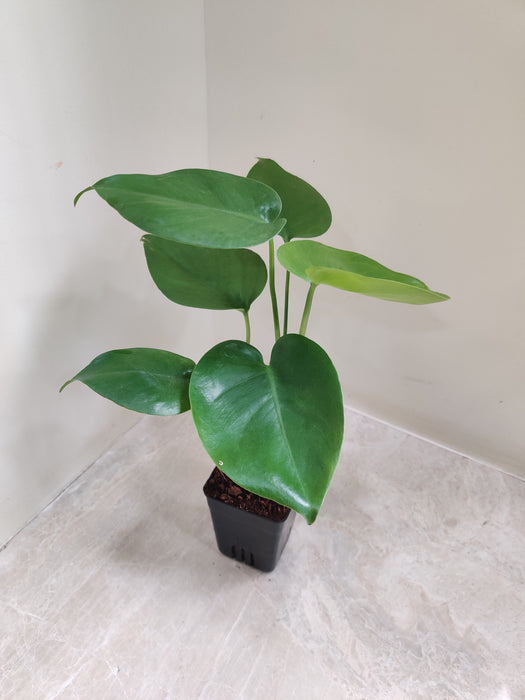  Indoor Monstera Deliciosa with large green leaves