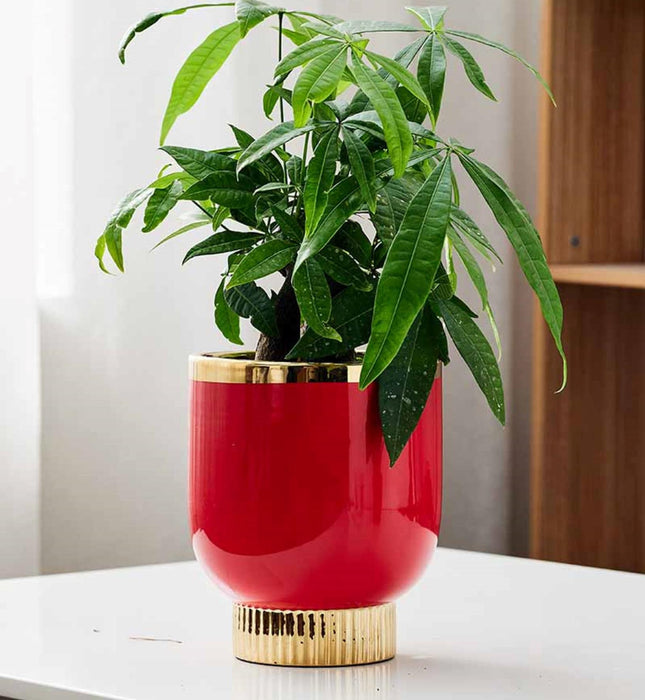 Glossy red cylindrical planter with gold accents