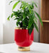 Glossy red cylindrical planter with gold accents