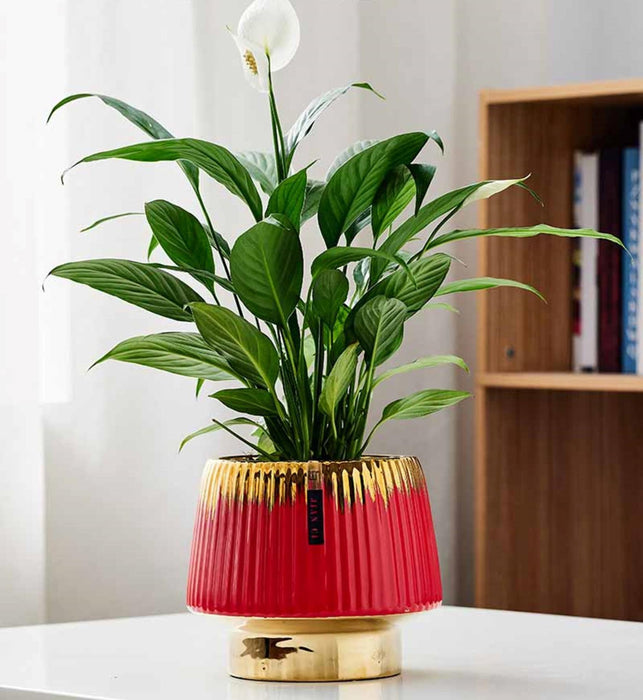 Luxe Red Ceramic Planter with Gold Base