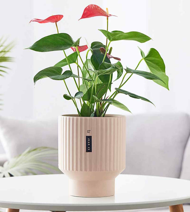 Modern blush pink ceramic planter on a tabletop