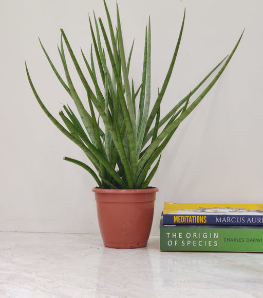 Sansevieria Mikado plant with tall cylindrical leaves in plastic pot