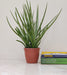 Sansevieria Mikado plant with tall cylindrical leaves in plastic pot