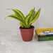 Sansevieria Gold Dust plant with golden-yellow banded leaves in plastic pot