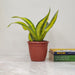 Close-up of Sansevieria trifasciata 'Gold Dust' foliage