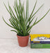 Low-maintenance Sansevieria Mikado Snake Plant for home decor