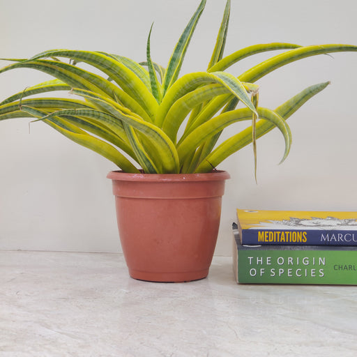 Sansevieria Trifasciata Siam Gold plant