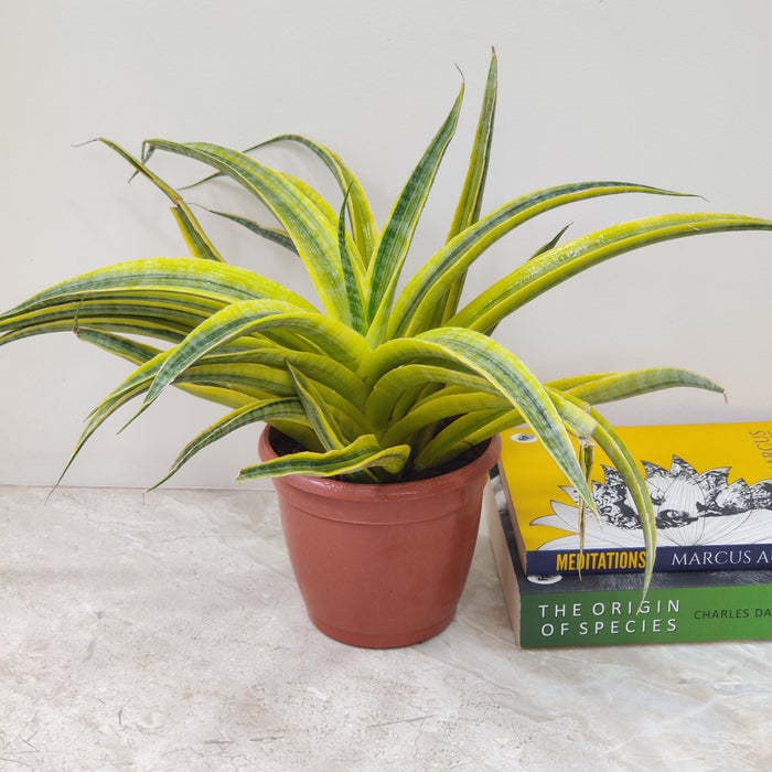 Low-maintenance Sansevieria Siam Gold plant