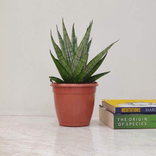 Low-maintenance Sansevieria Tina air-purifying indoor plant