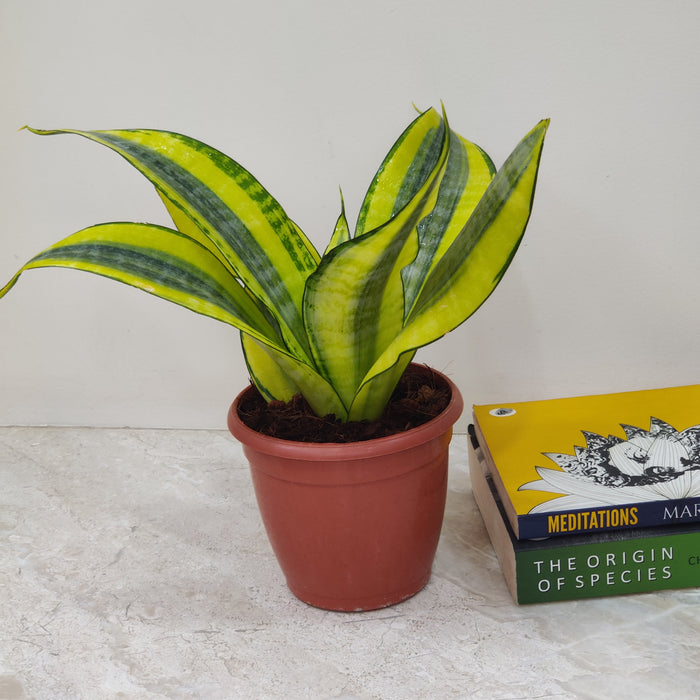 Air-purifying Sansevieria Gold Dust in 12 cm pot