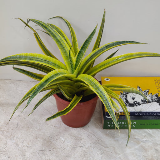 Sansevieria Siam Gold air-purifying indoor plant