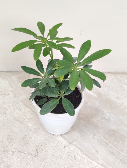 Air-purifying Schefflera Green indoor plant