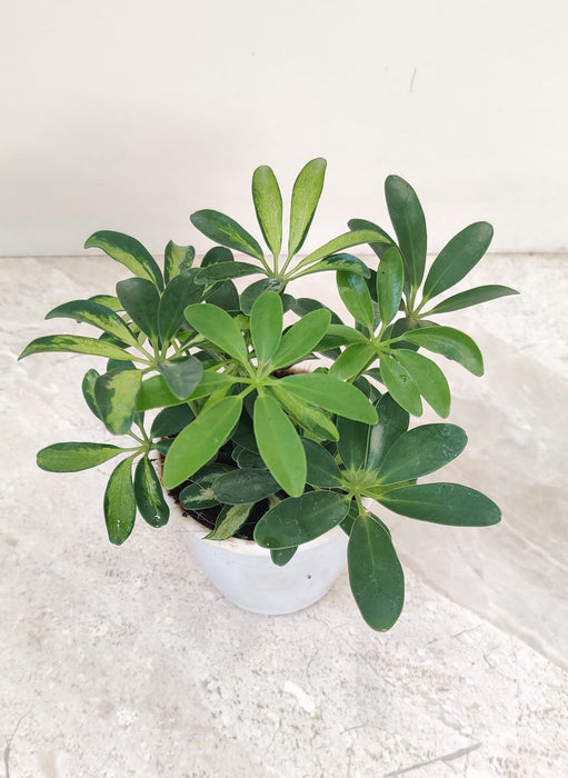 Air-purifying Schefflera indoor plant