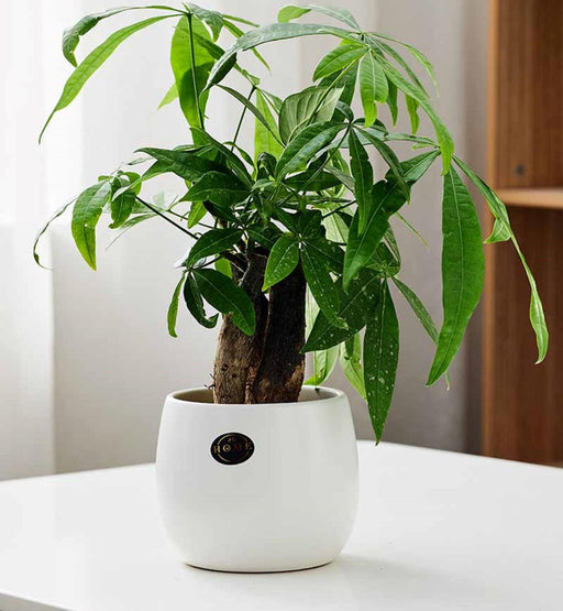 PureVibe Glossy White Ceramic Tabletop Planter