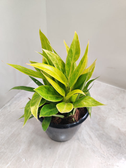 Indoor Air Purifying Philodendron