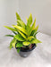 Indoor Air Purifying Philodendron