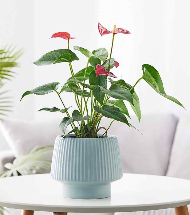 Soft Blue Ceramic Planter on Table