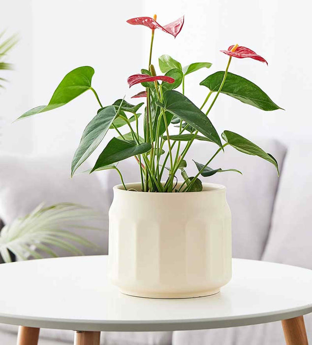 Ribbed ceramic planter in soft cream