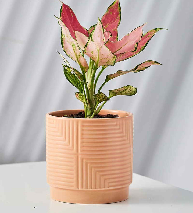 Soft pink embossed ceramic planter with a decorative plant