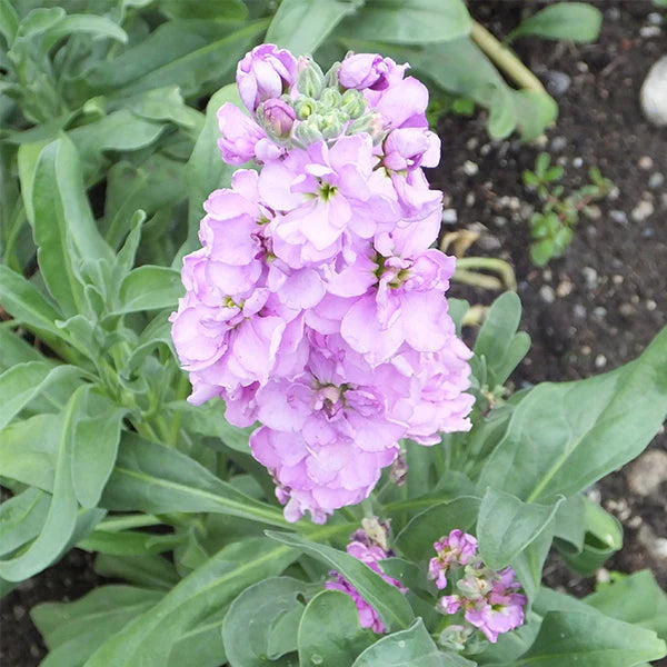 Stock Glory Lavender Flower Seeds