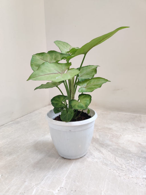 Syngonium Cream Allusion indoor plant 