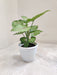 Syngonium Cream Allusion indoor plant 