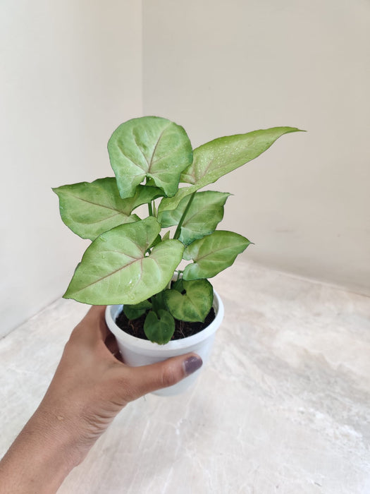 Lemon color Syngonium leaves indoor plant