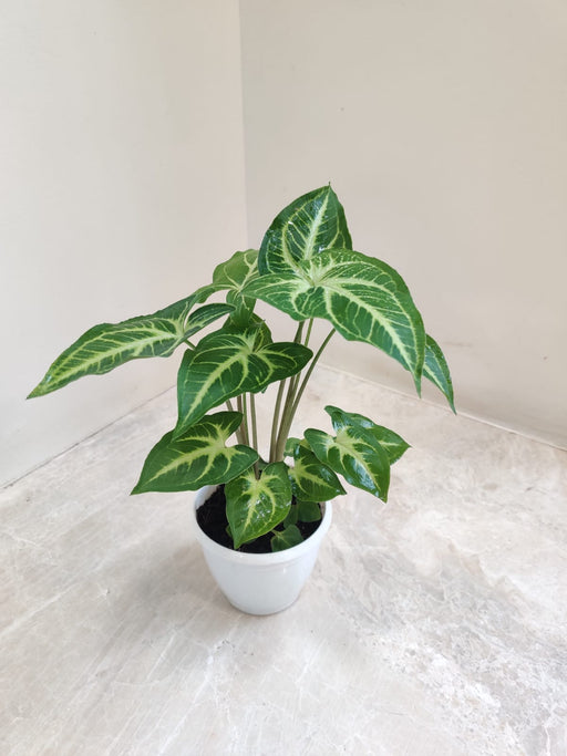 Close-up of Syngonium Green Gold Plant leaves