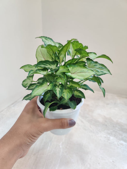 Syngonium Plant with Variegated Green Leaves