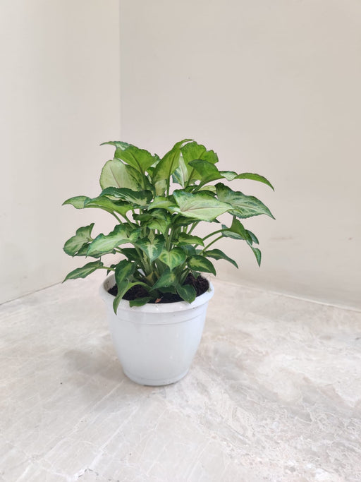 Syngonium Plant with White Plastic Pot