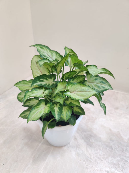 Syngonium Plant for Home and Office Decor