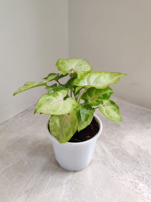 Indoor Decor Plant with White Pot