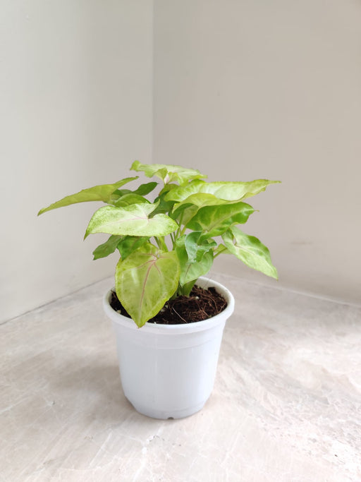 Syngonium Lemon Indoor Plant in White Pot