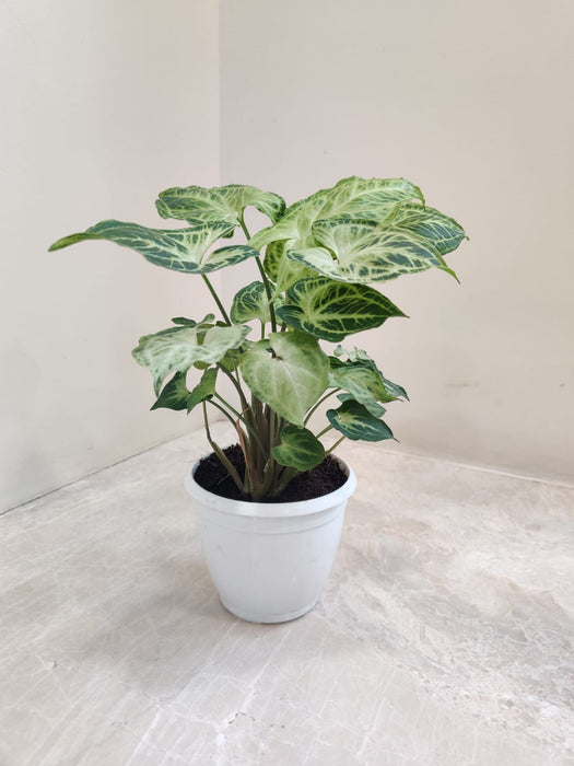 syngonium-podophyllum-batik-plant-home-office-decor
