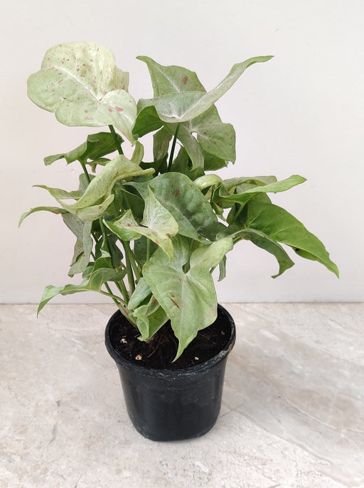 Indoor plant for home and office decor