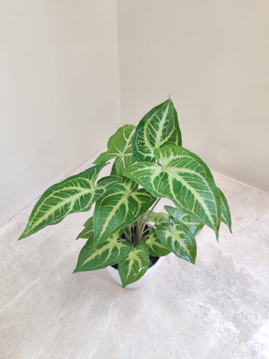 Healthy Syngonium Green Gold Plant in a modern white pot