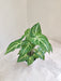 Healthy Syngonium Green Gold Plant in a modern white pot