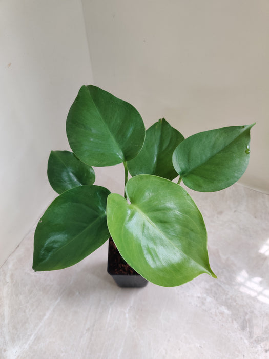 Tropical Monstera Deliciosa for home decor