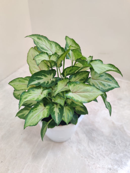 Air Purifying Indoor Plant - Syngonium
