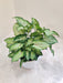 Air Purifying Indoor Plant - Syngonium