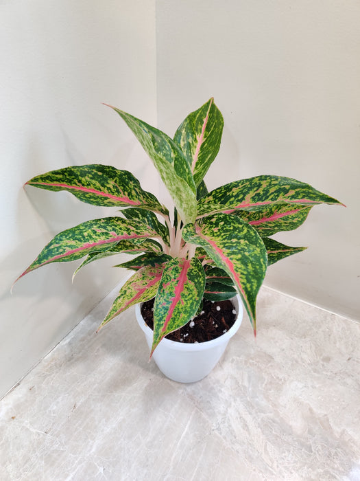 Colorful Aglaonema Happiness plant in plastic pot