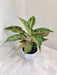 Colorful Aglaonema Happiness plant in plastic pot