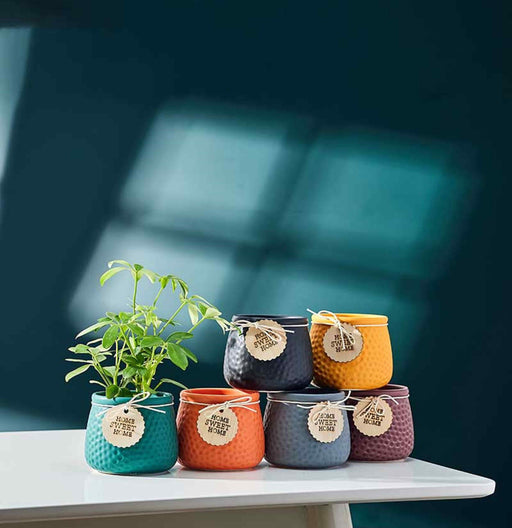 Vibrant ceramic indoor flower pots with Home Sweet Home tag